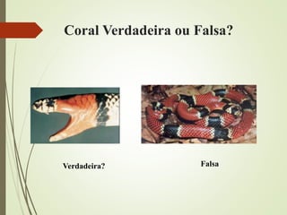 Coral Verdadeira ou Falsa?
Verdadeira? Falsa
 