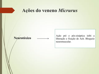 Ações do veneno Micrurus
Ação pré e pós-sináptica inibi a
liberação e fixação de Ach. Bloqueio
neuromuscular.
Neurotóxico
 