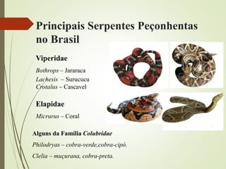 Principais Serpentes Peçonhentas
no Brasil
Viperidae
Bothrops – Jararaca
Lachesis – Surucucu
Crotalus – Cascavel
Elapidae
Micrurus – Coral
Alguns da Família Colubridae
Philodryas – cobra-verde,cobra-cipó.
Clelia – muçurana, cobra-preta.
 