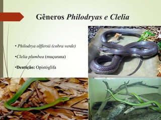 Gêneros Philodryas e Clelia
• Philodrya olffersii (cobra verde)
•Clelia plumbea (muçurana)
•Dentição: Opistóglifa
 
