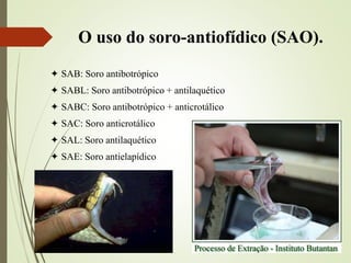 O uso do soro-antiofídico (SAO).
 SAB: Soro antibotrópico
 SABL: Soro antibotrópico + antilaquético
 SABC: Soro antibotrópico + anticrotálico
 SAC: Soro anticrotálico
 SAL: Soro antilaquético
 SAE: Soro antielapídico
 