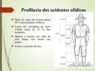 Profilaxia dos acidentes ofídicos
 Botas de cano alto evitam quase
80 % dos acidentes ofídicos
 Luvas nas atividades de risco
evitam cerca de 15 % dos
acidentes.
 Manter o terreno em volta da
casa limpo, sem frestas nas
portas
 Evitar o acúmulo de lixo.
 