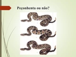 Peçonhenta ou não?
 
