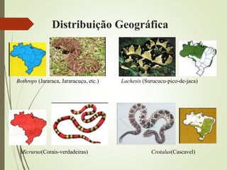 Distribuição Geográfica
Bothrops (Jararaca, Jararacuçu, etc.) Lachesis (Surucucu-pico-de-jaca)
Micrurus(Corais-verdadeiras) Crotalus(Cascavel)
 