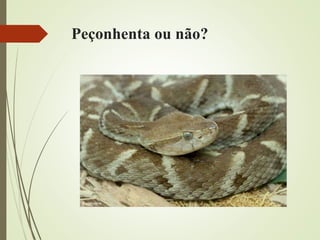 Peçonhenta ou não?
 