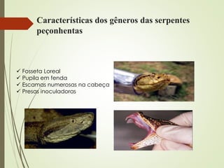 Características dos gêneros das serpentes
peçonhentas
 Fosseta Loreal
 Pupila em fenda
 Escamas numerosas na cabeça
 Presas inoculadoras
 