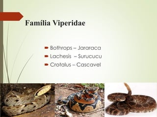 Família Viperidae
 Bothrops – Jararaca
 Lachesis – Surucucu
 Crotalus – Cascavel
 