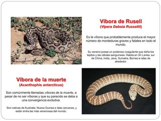 Vibira Rusell Ofidismo Oxapampa 25 de abril del 2024.pptx