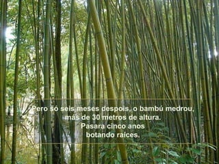 O fieto e o bambú Slide 13
