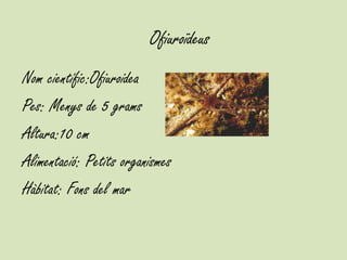Ofiuroïdeus
Nom científic:Ofiuroidea
Pes: Menys de 5 grams
Altura:10 cm
Alimentació: Petits organismes
Hàbitat: Fons del mar
 