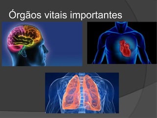 Órgãos vitais importantes
 