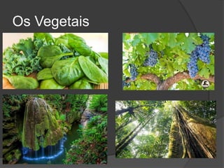 Os Vegetais
 