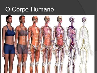 O Corpo Humano
 