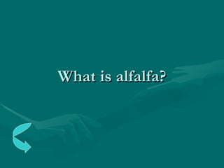 What is alfalfa? 