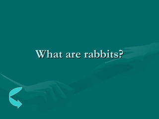 What are rabbits? 