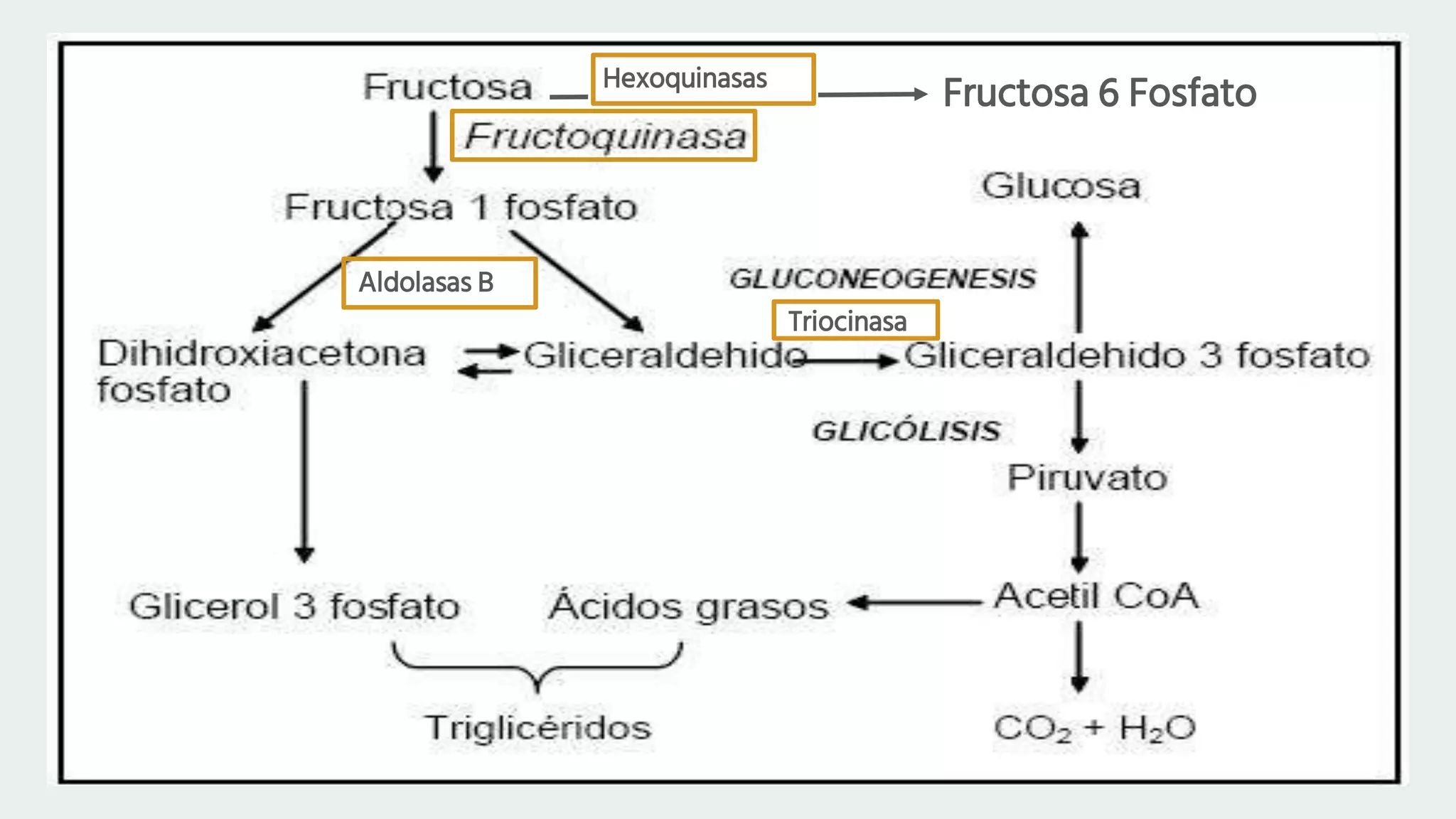 Metabolismo y regulacion de la fructosa | PPTX