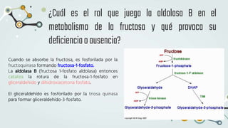 Metabolismo y regulacion de la fructosa | PPTX
