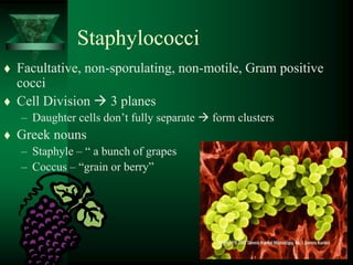 Staphylococci
 Facultative, non-sporulating, non-motile, Gram positive
cocci
 Cell Division  3 planes
– Daughter cells don’t fully separate  form clusters
 Greek nouns
– Staphyle – “ a bunch of grapes
– Coccus – “grain or berry”
 