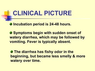 CLINICAL PICTURE
Incubation period is 24-48 hours.
Symptoms begin with sudden onset of
watery diarrhea, which may be followed by
vomiting. Fever is typically absent.
The diarrhea has fishy odor in the
beginning, but became less smelly & more
watery over time.
 