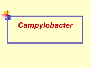 Campylobacter
 