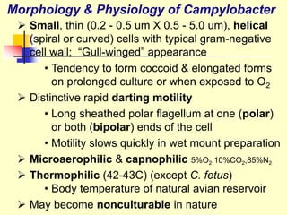  Small, thin (0.2 - 0.5 um X 0.5 - 5.0 um), helical
(spiral or curved) cells with typical gram-negative
cell wall; “Gull-winged” appearance
• Tendency to form coccoid & elongated forms
on prolonged culture or when exposed to O2
 Distinctive rapid darting motility
• Long sheathed polar flagellum at one (polar)
or both (bipolar) ends of the cell
• Motility slows quickly in wet mount preparation
 Microaerophilic & capnophilic 5%O2,10%CO2,85%N2
 Thermophilic (42-43C) (except C. fetus)
• Body temperature of natural avian reservoir
 May become nonculturable in nature
Morphology & Physiology of Campylobacter
 