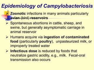  Zoonotic infections in many animals particularly
avian (bird) reservoirs
 Spontaneous abortions in cattle, sheep, and
swine, but generally asymptomatic carriage in
animal reservoir
 Humans acquire via ingestion of contaminated
food (particularly poultry), unpasteurized milk, or
improperly treated water
 Infectious dose is reduced by foods that
neutralize gastric acidity, e.g., milk. Fecal-oral
transmission also occurs
Epidemiology of Campylobacteriosis
 