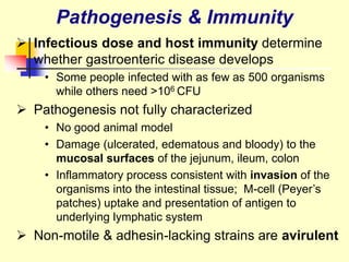  Infectious dose and host immunity determine
whether gastroenteric disease develops
• Some people infected with as few as 500 organisms
while others need >106 CFU
 Pathogenesis not fully characterized
• No good animal model
• Damage (ulcerated, edematous and bloody) to the
mucosal surfaces of the jejunum, ileum, colon
• Inflammatory process consistent with invasion of the
organisms into the intestinal tissue; M-cell (Peyer’s
patches) uptake and presentation of antigen to
underlying lymphatic system
 Non-motile & adhesin-lacking strains are avirulent
Pathogenesis & Immunity
 