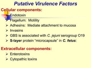 Cellular components:
 Endotoxin
 Flagellum: Motility
 Adhesins: Mediate attachment to mucosa
 Invasins
 GBS is associated with C. jejuni serogroup O19
 S-layer protein “microcapsule” in C. fetus:
Extracellular components:
 Enterotoxins
 Cytopathic toxins
Putative Virulence Factors
 