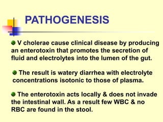 V cholerae cause clinical disease by producing
an enterotoxin that promotes the secretion of
fluid and electrolytes into the lumen of the gut.
The result is watery diarrhea with electrolyte
concentrations isotonic to those of plasma.
The enterotoxin acts locally & does not invade
the intestinal wall. As a result few WBC & no
RBC are found in the stool.
PATHOGENESIS
 
