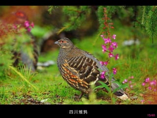 四川雉鹑 