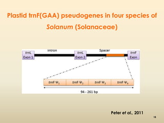 Plastid trnF(GAA) pseudogenes in four species of 
Solanum (Solanaceae) 
Peter et al., 2011 
18 
 
