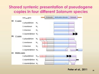 Shared syntenic presentation of pseudogene 
copies in four different Solanum species 
Peter et al., 2011 20 
 
