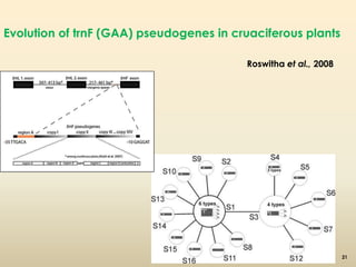Evolution of trnF (GAA) pseudogenes in cruaciferous plants 
Roswitha et al., 2008 
21 
 