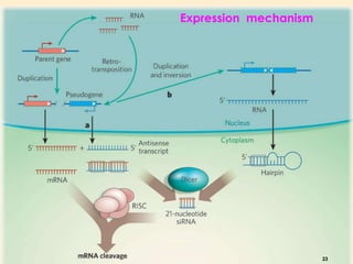 Expression mechanism 
23 
 