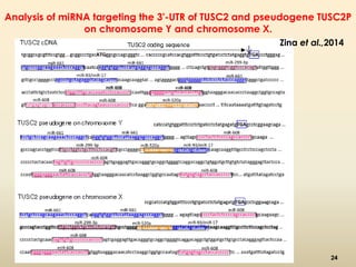 Analysis of miRNA targeting the 3'-UTR of TUSC2 and pseudogene TUSC2P 
on chromosome Y and chromosome X. 
Zina et al.,2014 
24 
 