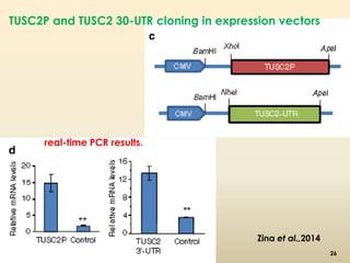 TUSC2P and TUSC2 30-UTR cloning in expression vectors 
Zina et al.,2014 
real-time PCR results. 
26 
 