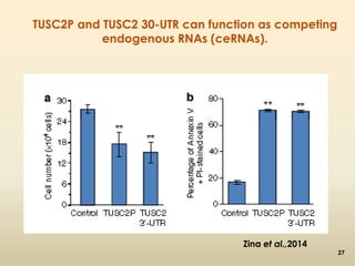 TUSC2P and TUSC2 30-UTR can function as competing 
endogenous RNAs (ceRNAs). 
Zina et al.,2014 
27 
 