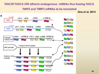 TUSC2P/TUSC2-UTR attracts endogenous miRNAs thus freeing TUSC2, 
Zina et al.,2014 
TIMP2 and TIMP3 mRNAs to be translated 
28 
 