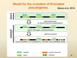 Model for the evolution of B-located 
pseudogenes. (Banae et al., 2013) 
32 
 