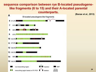 sequence comparison between rye B-located pseudogene-like 
fragments (6 to 15) and their A-located parental 
counterparts. 
(Banae et al., 2013) 
34 
 