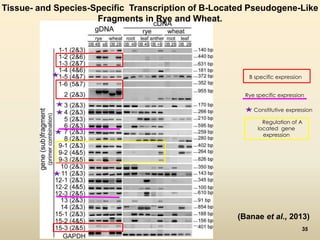 Tissue- and Species-Specific Transcription of B-Located Pseudogene-Like 
Fragments in Rye and Wheat. 
B specific expression 
Rye specific expression 
Constitutive expression 
Regulation of A 
located gene 
expression 
(Banae et al., 2013) 
35 
35 
 