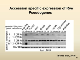 Accession specific expression of Rye 
Pseudogenes 
(Banae et al., 2013) 
36 
 