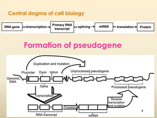Central dogma of cell biology 
Formation of pseudogene 
5 
 