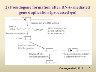2) Pseudogene formation after RNA- mediated 
gene duplication (processed ψn) 
Ondrage et al., 2011 
7 
 