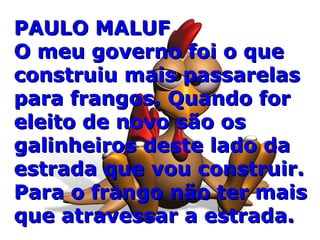 PAULO MALUF O meu governo foi o que construiu mais passarelas para frangos. Quando for eleito de novo são os galinheiros deste lado da estrada que vou construir. Para o frango não ter mais que atravessar a estrada. 