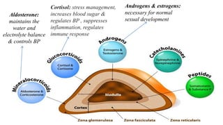 Aldosterone:
maintains the
water and
electrolyte balance
& controls BP
Cortisol: stress management,
increases blood sugar &
regulates BP , suppresses
inflammation, regulates
immune response
Androgens & estrogens:
necessary for normal
sexual development
 