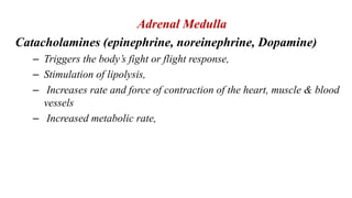 Adrenal Medulla
Catacholamines (epinephrine, noreinephrine, Dopamine)
– Triggers the body’s fight or flight response,
– Stimulation of lipolysis,
– Increases rate and force of contraction of the heart, muscle & blood
vessels
– Increased metabolic rate,
 