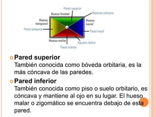 Pared superior 
También conocida como bóveda orbitaria, es la 
más cóncava de las paredes. 
Pared inferior 
También conocida como piso o suelo orbitario, es 
cóncava y mantiene al ojo en su lugar. El hueso 
malar o zigomático se encuentra debajo de esta 
pared. 
 
