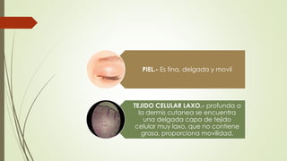 PIEL.- Es fina, delgada y movil
TEJIDO CELULAR LAXO.- profunda a
la dermis cutanea se encuentra
una delgada capa de tejido
celular muy laxo, que no contiene
grasa, proporciona movilidad.
 