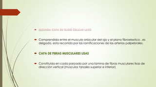  Comprendida entre el musculo orbicular del ojo y el plano fibroelastico , es
delgada, esta recorrida por las ramificaciones de las arterias palpebrales.
 Constituida en cada parpado por una lamina de fibras musculares lisas de
dirección vertical (músculos tarsales superior e inferior)
 